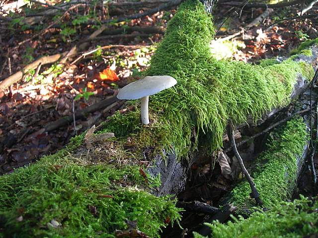 Funghi trasformisti , necrofili e sterili